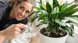 Arrosez vos lys de la paix une fois par mois avec ces 2 produits de cuisine et couvrez-les de fleurs