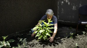 Ce coin d’ombre où rien ne pousse ? Ces vivaces sans entretien vont en faire la plus belle zone du jardin