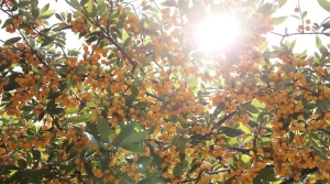 Cet arbre fruitier oublié donne des récoltes incroyables et presque personne n’y croit encore