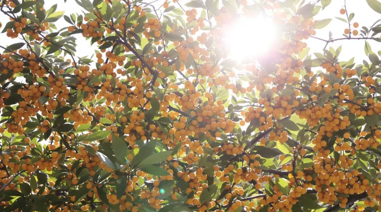 Cet arbre fruitier oublié donne des récoltes incroyables et presque personne n’y croit encore