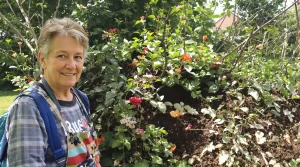 Les haies de thuyas, c&rsquo;est fini : les experts supplient de les arracher du jardin d&rsquo;urgence