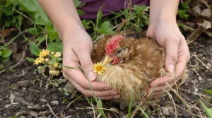 Mes poules pondent n’importe où : comment je leur ai appris à utiliser le poulailler