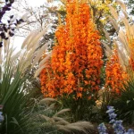 À planter ce printemps : cette vivace transforme un simple massif en décor de jardin d’exception