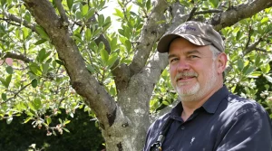 Vos oliviers peuvent donner bien plus : 4 gestes clés à faire avant la fin avril